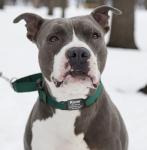 21 Pack Silent Slide-On Pet ID Tags