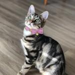 Customizable Cat Collar with Name Plate and Bell