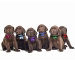 Soft Nylon Puppy ID Collars with Tags and Charts
