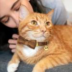 Customizable Cat Collar with Name Plate and Bell