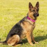 Personalized Reflective Neoprene Dog Collar with Name