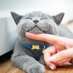 Customizable Cat Collar with Name Plate and Bell