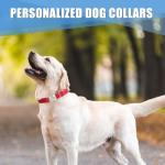 Custom Engraved Reflective Dog Collar with Name Tag