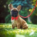 Red Christmas Bow Tie Dog Collar and Leash Set