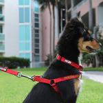 Personalized Teal Dog Harness with ID Tag