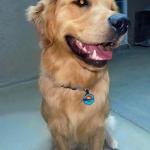 Personalized Silent Dog Tag - Custom Engraved Silicone