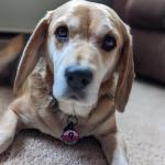 Personalized Silent Dog Tag - Custom Engraved Silicone