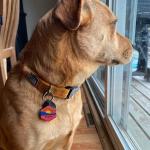 Personalized Silent Dog Tag - Custom Engraved Silicone