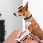 Waterproof Biothane Dog Collar with Black Hardware