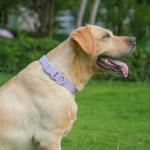 Waterproof Odor-Resistant Dog Collar for All Sizes