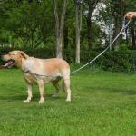 Waterproof Odor-Resistant Dog Collar for All Sizes