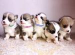 12 Pack Adjustable Nylon Puppy ID Collars