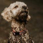 Reflective Waterproof Dog Collar in Fun Colors