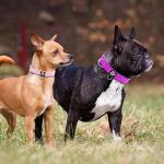 Reflective Neoprene Dog Collars with ID Tags - 2 Pack