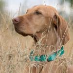 Waterproof Biothane Dog Collar in Aqua