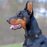 Waterproof Biothane Dog Collar with Black Hardware