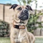 Reflective Waterproof Dog Collar in Fun Colors