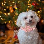 Christmas Plaid Dog Collar with Flower Accent