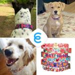 Personalized Turquoise Martingale Dog Collar for Safety