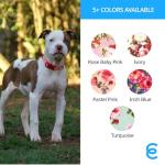 Personalized Turquoise Martingale Dog Collar for Safety