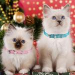 Colorful Adjustable Pet Collars - 16 Pack