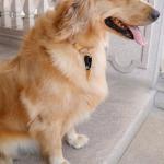 DORUI Pet ID Tag Silencer for Dogs and Cats