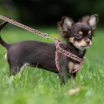 Leopard Dog Harness Collar Leash Set for Small Dogs