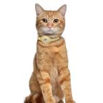 Beige Leather Cat Collar with AirTag Holder