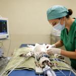 Veterinary Endotracheal Tubes for Dogs and Cats