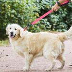 Pink Reflective Short Dog Leash for Large Dogs