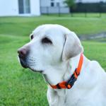 Waterproof Quick Release Dog Collar - Orange 1" W