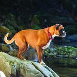 EzyDog Double Up Dog Collar with ID Attachment