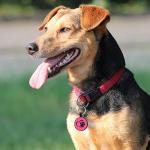 Silent Silicone QR Code Pet ID Tag - Personalized