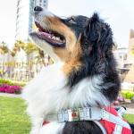 Stylish K9 Stainless Steel Pet ID Tag