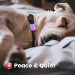 Personalized Stainless Steel Dog and Cat ID Tags