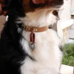 DORUI Pet ID Tag Silencer for Dogs and Cats