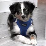 Voyager Step-in Air Harness for Dogs & Cats