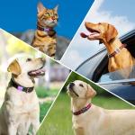 Personalized Stainless Steel Dog and Cat ID Tags