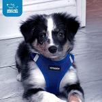 Voyager Step-in Air Harness for Dogs & Cats