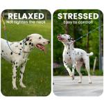 Reflective Slip Lead Leash with Double Handles