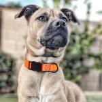 Waterproof Quick Release Dog Collar - Orange 1" W