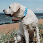 Reflective Personalized Dog Collar with Matching Leash