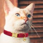 Adjustable Personalized Cat Collar with Name Plate