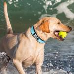 Personalized Reflective Dog Collar with Name