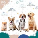 Tri-Color Adjustable No-Pull Dog Harness