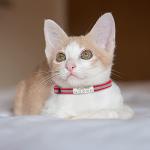 Reflective Personalized Cat Collar with Name Tag