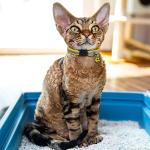 Reflective Personalized Cat Collar with Name Tag