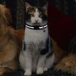Reflective Personalized Cat Collar with Name Tag