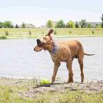 Personalized Waterproof Dog Collar with ScruffTag