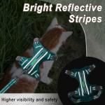 Escape-Proof Cat Harness and Leash Set, Blue